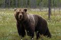 Situatia ursilor este scapata de sub control, spune ministrul mediului dupa tragedia adolescentei omorate de animal