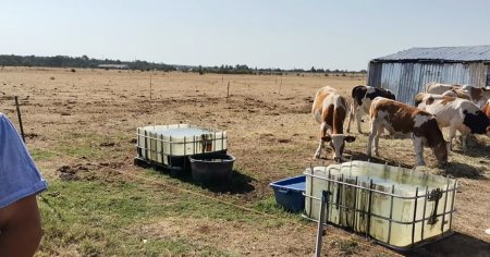 Pajisti parjolite, animale afectate de caldura si fermieri deznadajduiti. Sa nu mai ai fir de iarba?!, Porumbul e terminat VIDEO