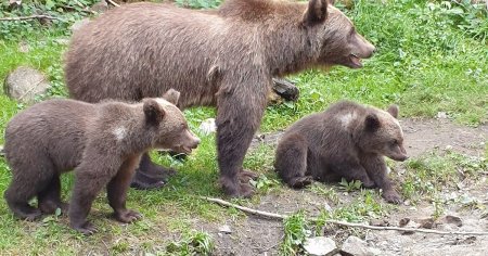 Situatia legata de animalele salbatice este scapata de sub control: cati ursi are, de fapt, Romania