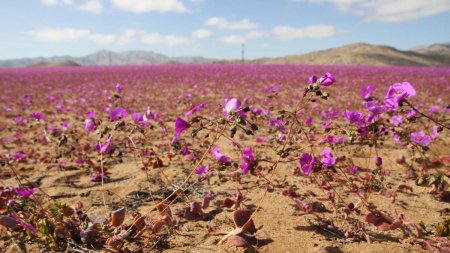 Fenomen neobisnuit: Desertul Atacama, cel mai arid de pe planeta, acoperit de flori in timpul iernii