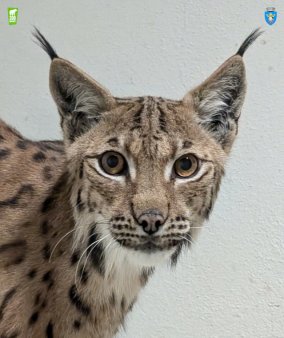 Un ras carpatin in varsta de 3 ani este noul locatar de la Zoo Brasov