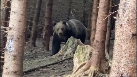 Propunerea unui primar din Buzau: Cine hraneste ursii sa faca macar trei luni de inchisoare