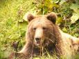 Romsilva intensifica monitorizarea populatiilor de urs de pe fondurile sale cinegetice