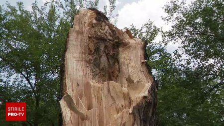 De ce cad atat de multi copaci in Bucuresti la fiecare furtuna. <span style='background:#EDF514'>DOREL</span> ar fi de vina