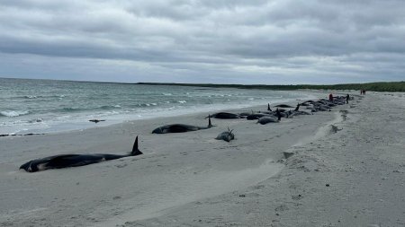 Cel putin 65 de balene-pilot au murit dupa ce au esuat in masa, pe o plaja din <span style='background:#EDF514'>SCOTIA</span>