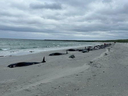 Zeci de balene-pilot au murit in Scotia dupa ce au esuat in masa. 77 de animale au fost gasite pe plaja