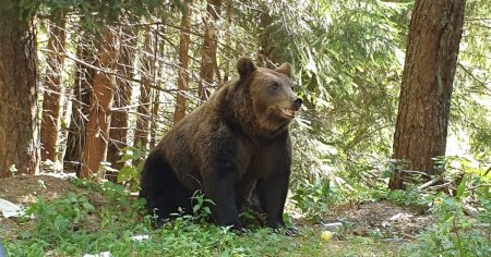 Sef Salvamont: Traseele turistice in momentul de fata nu mai prezinta nicio siguranta din cauza ursilor