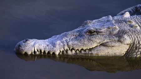 Peste 200 de crocodili au invadat orasele din nordul Mexicului dupa furtunile din ultimele zile