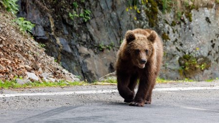Traseele turistice nu mai prezinta nicio siguranta, din cauza ursilor, spune seful Salvamont Valcea