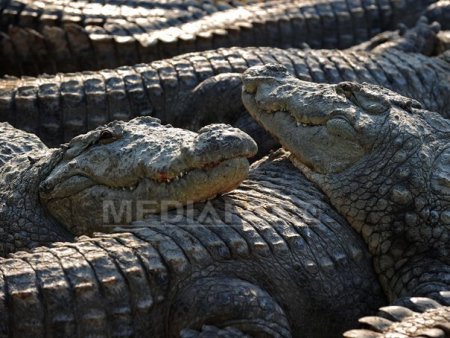 Cel putin 200 de crocodili s-au repezit in orase ca urmare a ploilor abundente care au lovit Mexicul