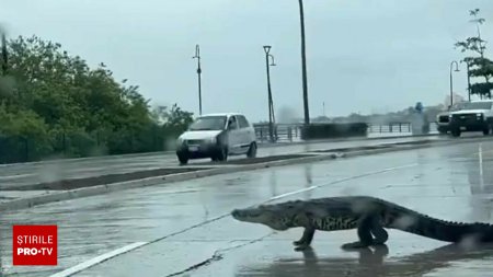 Cel putin 200 de crocodili au ajuns in orase in urma ploilor abundente care au lovit nordul Mexicului