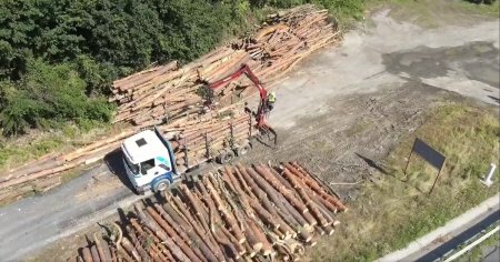 Ziua 5 de defrisari pentru viitoarea autostrada Sibiu - Pitesti: unde va ajunge lemnul din aceste zone VIDEO