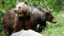 Masuri pentru gestionarea ursilor in localitatile din judetul Prahova