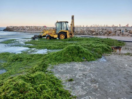 Apele Romane: Canicula de pe litoral a internsificat fenomenul de inflorire algala