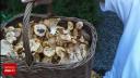 Festival culinar la Sovata: Ciupercile, vedetele weekendului. Aromele intense ne ajuta