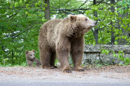 Motivele pentru care ursii si-au schimbat radical comportamentul, preferand orasele in locul padurilor. Expertii cer re<span style='background:#EDF514'>COLTARE</span>a masculilor dominanti. STUDIU