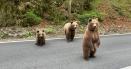 Dupa tragedia din muntii Bucegi, deputatii modifica legislatia privind ursii