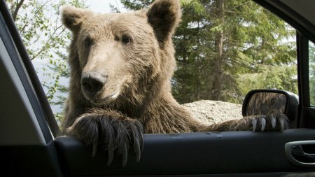 Masuri urgente dupa ce Diana a fost ucisa de urs, pe Jepii Mici. Deputatii schimba legea