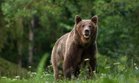 ASFOR: Problema invadarii habitatelor ursilor este falsa. Viata romanilor este prioritara oricaror interese eco-<span style='background:#EDF514'>FANATIC</span>e
