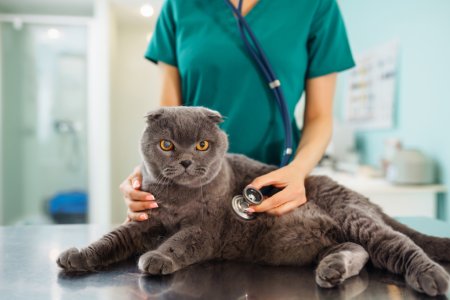 Ce vaccinuri se fac la pisici