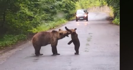 Cel putin 10 mesaje RO-ALERT au fost transmise in weekend pentru a semnala prezenta ursilor. Unde si-au facut aparitia