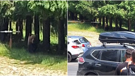 Salvamont avertizeaza turistii ca un urs a fost vazut pe un traseu din muntii Ciucas