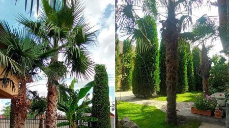 Gradina exotica a unui electrician din <span style='background:#EDF514'>TELEORMA</span>n a ajuns virala pe internet: Mircea a inceput sa planteze palmieri si bananieri acum 16 ani
