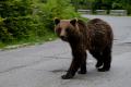 Urs vazut pe un drum din Campina. A fost emis mesaj RO-ALERT