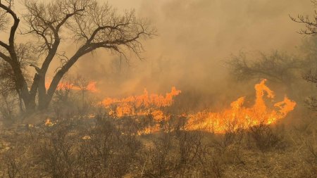 Incendiu de vegetatie in Tulcea pe o suprafata de 550 de hectare