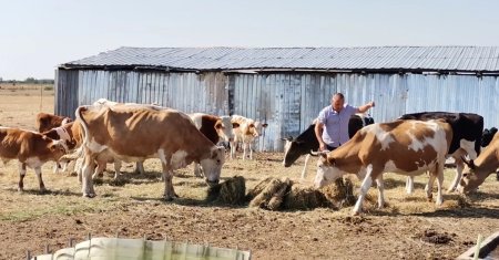 Pajisti parjolite, fermieri disperati! Canicula face ravagii in Romania