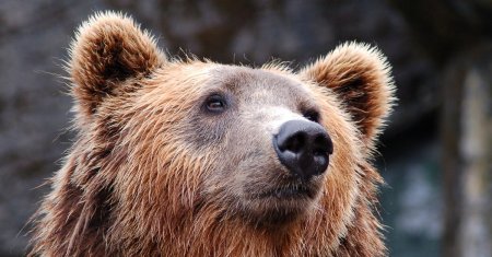 Vanatorii, principalii invingatori in cazul tinerei moarte pe Jepii Mici. Li s-a dat voie ucida aproape 1.000 de ursi pana in 2025