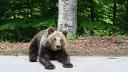 RO-ALERT pentru ursi vazuti pe strazile din Azuga si Plopeni