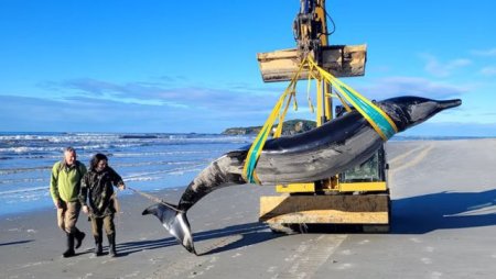 Cea mai rara balena din lume, gasita pe o plaja din <span style='background:#EDF514'>NOUA ZEELANDA</span>