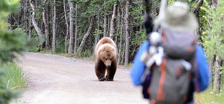 Siguranta pe munte: Cum sa te comporti in caz de intalnire cu animalele salbatice