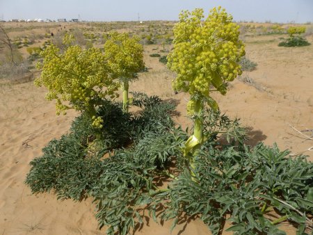 Redescoperirea unei plante-minune: Silphium - mai pretioasa decat aurul, in vremea lui Iulius Caesar