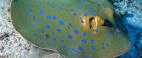 O metoda inedita de a crea <span style='background:#EDF514'>CULOAR</span>ea albastra descoperita in punctele de pe corpul pisicii de mare