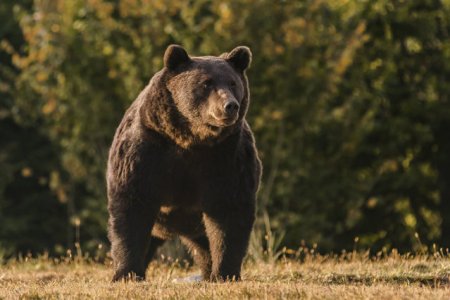 Tanczos Barna: Vom ajunge la 20.000 de ursi bruni, daca nu limitam cresterea