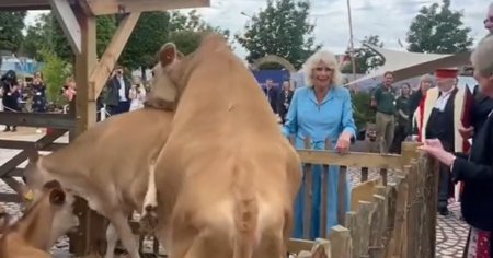 Regele Charles si Regina Ca<span style='background:#EDF514'>MILL</span>a, amuzati copios de comportamentul vioi al unor bovine, in timpul unei vizite in Insula Jersey VIDEO