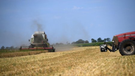 Romania a fost cel mai mare <span style='background:#EDF514'>EXPORT</span>ator de grau din UE in ultimele saptamani