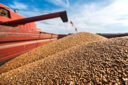 Romania, cel mai mare exportator de cereale din UE in primele saptamani ale sezonului 2024/25