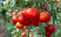Peste 181 de milioane de lei pentru plata beneficiarilor programului de tomate in spatii protejate