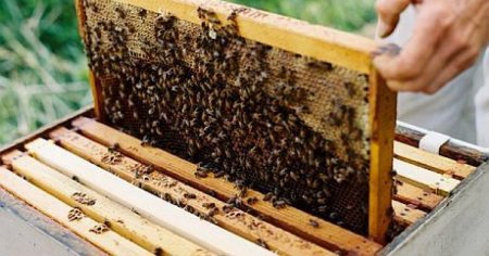 Albinele, insetate din cauza caniculei. Productia de miere ar putea fi  afectata