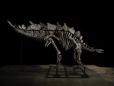 Scheletul unui dinozaur s-a vandut cu o suma record de 44,6 milioane de dolari la New York