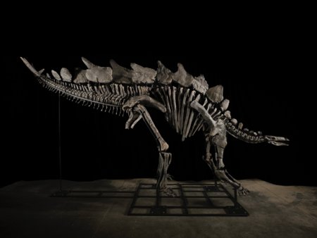 Scheletul unui dinozaur s-a vandut cu o suma record de 44,6 milioane de dolari la New <span style='background:#EDF514'>YORK</span>