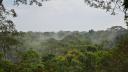 Padurea amazoniana, in pericol. Un trib fara legaturi cu exteriorul fuge de taietorii de lemne