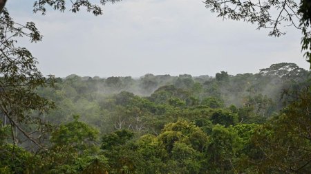 Padurea <span style='background:#EDF514'>AMAZON</span>iana, in pericol. Un trib fara legaturi cu exteriorul fuge de taietorii de lemne