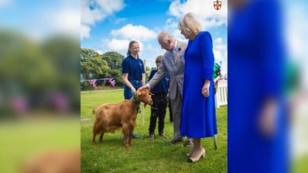Ceremonie istorica! Regele Charles si Regina Ca<span style='background:#EDF514'>MILL</span>a au acordat pentru prima data un titlu regal unei capre
