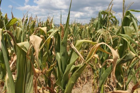 Ministrul Agriculturii: La <span style='background:#EDF514'>PORUMB</span> si la floarea-soarelui, pierderi semnificative din cauza secetei