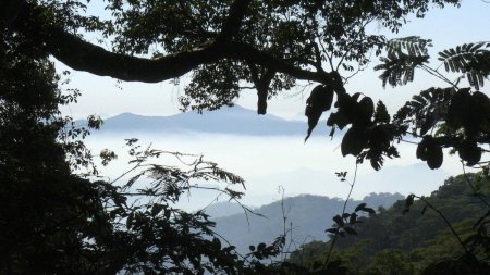 Cum a fost padurea tropicala secreta Insula cerului salvata de noi descoperiri: Avem resurse unice