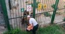 Meniu special anti-canicula la Zoo. Ursii si tigrii siberieni primesc inghetata, fructe si legume si au parte de dusuri racoroase VIDEO
